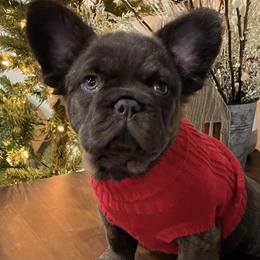 French Bulldogs from Beachtown Fluffy’s