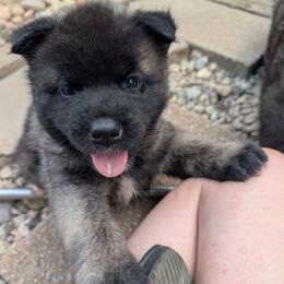 Saki's Girl - Black female Akita puppy in South Carolina from Sierra Mountain Akitas