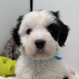 Christmas Vacation - Tri-color female Bernedoodle puppy in Hegins, Pennsylvania from Bubbling Springs Doodles, LLC