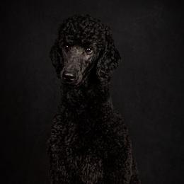 Poodle All Grown Up from Above the Standard Dogs