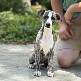 Remy - Fawn brindle male Whippet puppy in Sugar Valley, Georgia from Pinnacle Farm and Kennel