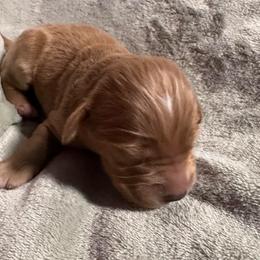 Bodie - Apricot male Goldendoodle puppy in Graham, North Carolina from Geise Meadow Doodles