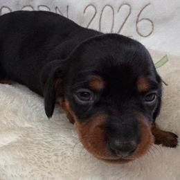 Daphne - Black and tan female Dachshund puppy in Wallingford, Kentucky from Hensley Homestead Dachshunds