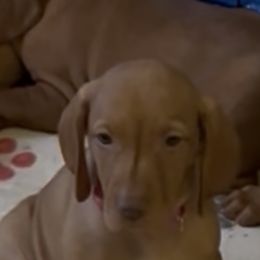 Brittany, Pink - Golden rust female Vizsla puppy in Old Town, Florida from Foxfire Vizslas