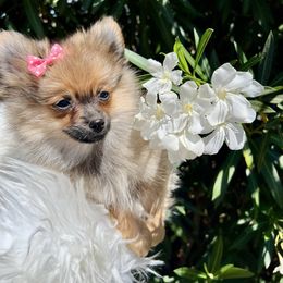 Tokyo - Orange sable female Pomeranian puppy in Los Angeles, Santa Clarita, California from LT_Poms