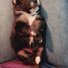 Miniature Australian Shepherd and Toy Australian Shepherd Puppies from Kinsley's Cuties & SouthPaw Creations