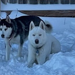 Siberian Huskies from Asere