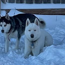 Siberian Huskies from Asere