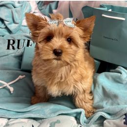 Baby girl Gold dust small little fur ball - Gold female Yorkshire Terrier puppy in Milton, Florida from Sassenach Yorkie Kennels