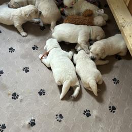 Golden Retriever Puppies from Hagan's Golden Retrievers