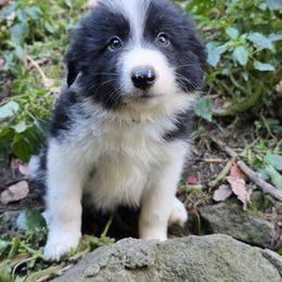 Water - Black and white male Border Collie puppy in East Brady, Pennsylvania from Riverwood