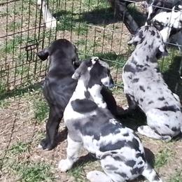Great Dane Puppies from Waldhaus
