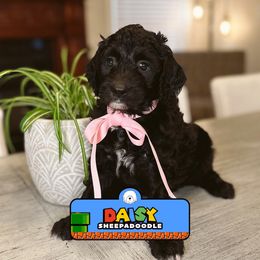 Daisy - Black and white female Sheepadoodle puppy in Cleveland, Tennessee from Narrow Path Old English & Sheepadoodles