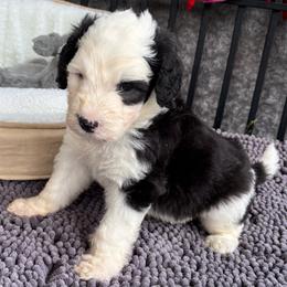 Wilson - Black and white male Sheepadoodle puppy in Joelton, Tennessee from PC Pampered Parti's