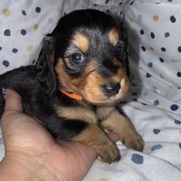 Girl 4 - Black and tan female Dachshund puppy in Cypress, Texas from Sweet Little Churros