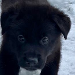 German Shepherd Puppies from Shadow Wraith German Shepherds