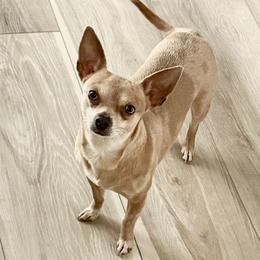 Lola - Chihuahua
