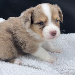 Miniature Australian Shepherd and Toy Australian Shepherd Puppies from Northern Roots Aussies