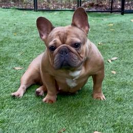 “Baby” Red Blue Fawn - French Bulldog