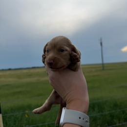 Delilah - Cream female Dachshund puppy in Rising Star, Texas from Boring Weenies