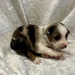 McKenzie - Blue merle female Australian Shepherd puppy in Mount Vernon, Texas from RJ's Aussie Posse