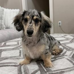 Navy - Dachshund