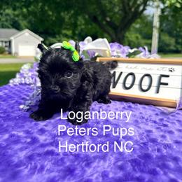 Loganberry - Black and tan male Yorkshire Terrier puppy in Hertford, North Carolina from Peters Pups AKC Yorkshire Terriers