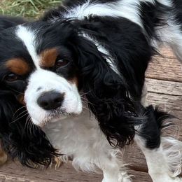 Stormy - Tri-color female Cavalier King Charles Spaniel puppy in Tacoma, Washington from Cherilym Gumm's Cavalier King Charles Spaniel