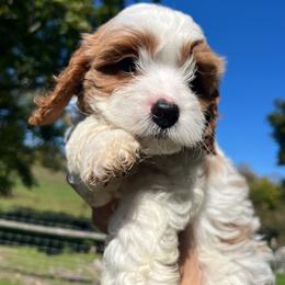Ghost - Blenheim male Cavapoo puppy in Bloomfield, New York from Campbell Cavapoos
