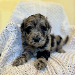Lucky Horseshoe - Merle female Goldendoodle puppy in Stockton, California from Port City Doodles