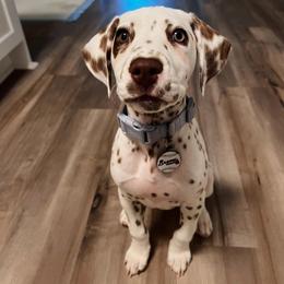Dalmatian Puppies from Spotted Jewels Dalmatians