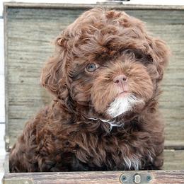 Girl 3 - female Russian Tsvetnaya Bolonka puppy in West Plains, Missouri from Must Be Frenchies & Crown Of Curls Bolonka