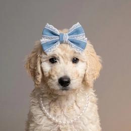 Lavender - Cream female Goldendoodle puppy in Clifton, Arizona from Denim & Doodles