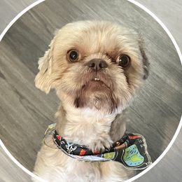 Chewie - Shih Tzu