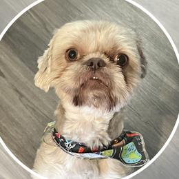Chewie - Shih Tzu