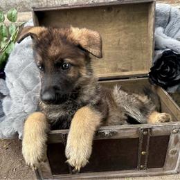Ned Stark - Sable male German Shepherd puppy in Chino, California from BlueStone K9