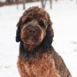 Australian Labradoodle puppies from NorthStar Labradoodles, LLC.