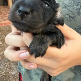 Anakin - Black and tan male Dachshund puppy in Lady Lake, Florida from Shotzie Doxie Co.