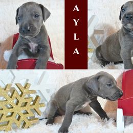 Great Dane Puppies from Pilot Danes
