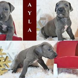 Great Dane Puppies from Pilot Danes