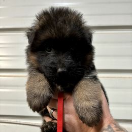 American Corgi and German Shepherd Puppies from Grace Ridge Shepherds and Corgis