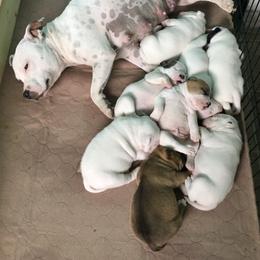 Staffordshire Bull Terrier Puppies from Rockstaff Staffords