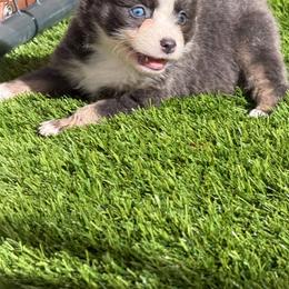 Peony - Black tri female Toy Australian Shepherd puppy in Oroville, California from Diamond Arrow Aussies