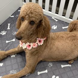 Penny - Poodle