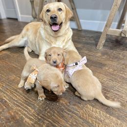 Australian Labradoodle, Labrador Retriever, and Poodle Puppies from Laird Farms