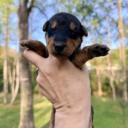 Baby Girl Lavendar - Black and tan female Airedale Terrier puppy in Mooresville, North Carolina from Farm 55