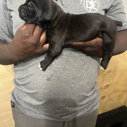 Cane Corso Puppies from Double C Cane Corso Kennel