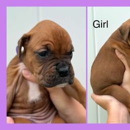 Tina - Fawn female Boxer puppy in Lutz, Florida from Brooklyn's Boxer's