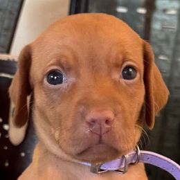 Miss Lavender - Golden rust female Vizsla puppy in Agua Dulce, California from Waterfall Ranch Hungarian Vizslas