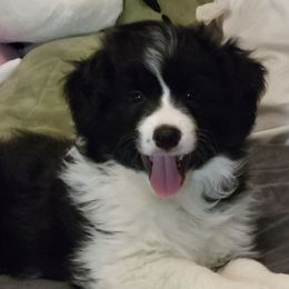 Boy 1 - Black and white male Border Collie puppy in Waterport, New York from Otter Creek Dogs